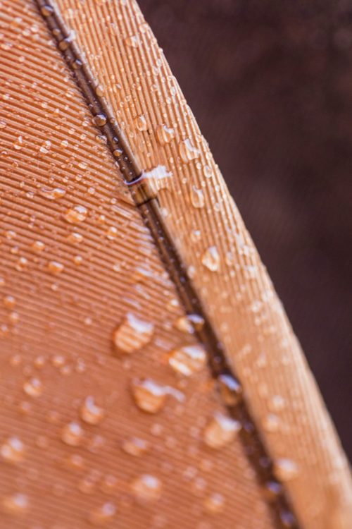 transparent-water-drops-brown-feather-surface